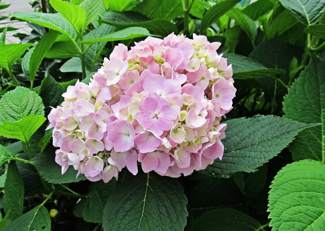Гортензия - PRP 