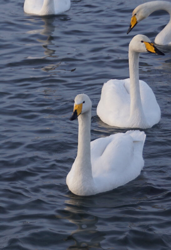 Лебеди-кликуны - Наталия Григорьева
