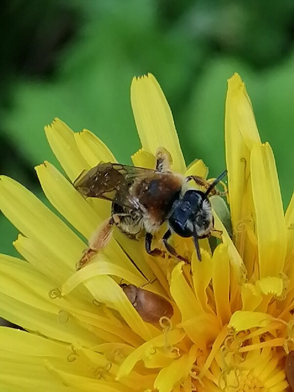 *** - Зоя Мишина