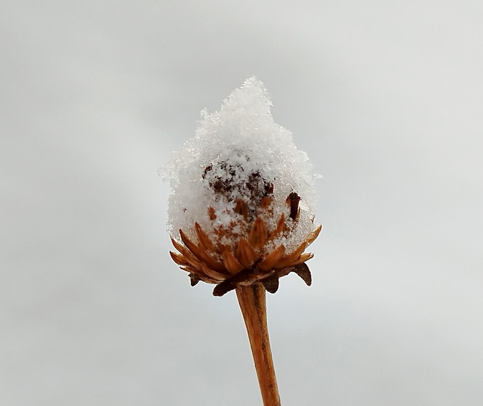 В шапочке - светлана льдокова