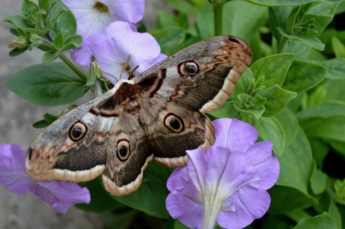 Павлиноглазка грушевая - Надежда Куркина 
