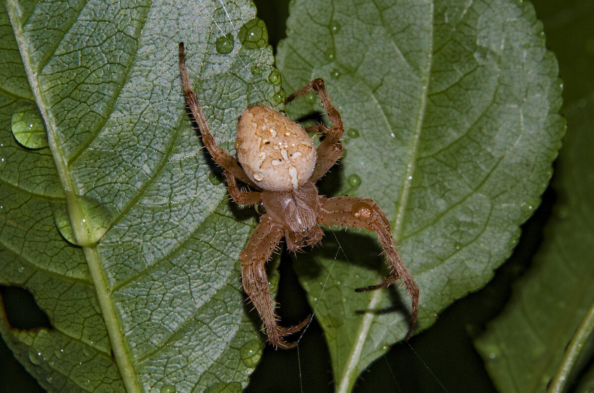 Паук-крестовик - Aleksandr 