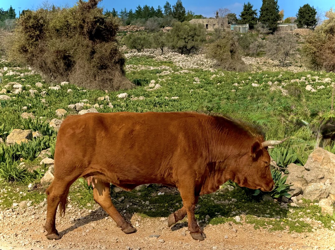 Йодфат — Крепость Иосифа - Александр Деревяшкин