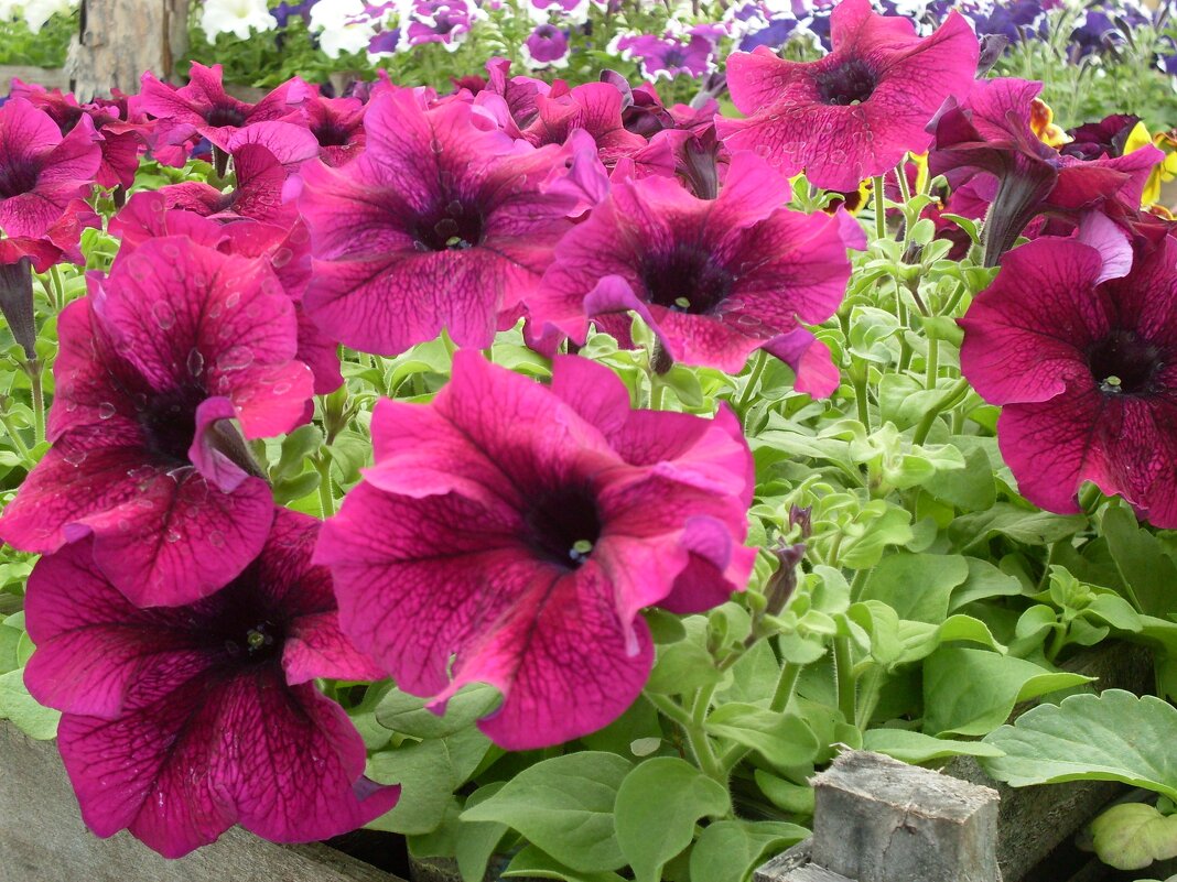 ПЕТУНИИ - СЕРГЕЙ ФИЛОЧКИН