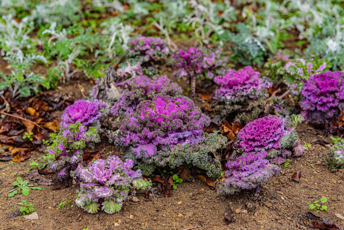 *** - Дмитрий Лупандин