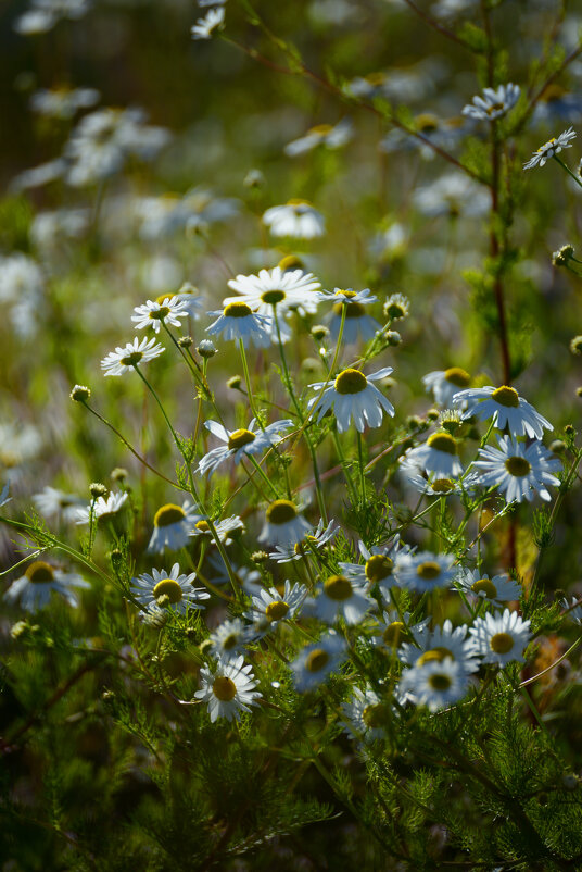 Нивяник. - Константин 