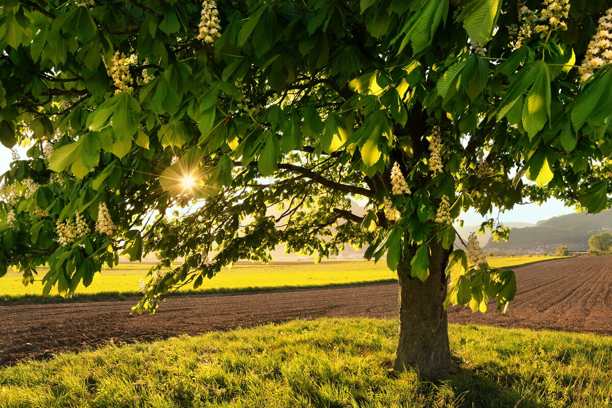 sunset - Elena Wymann