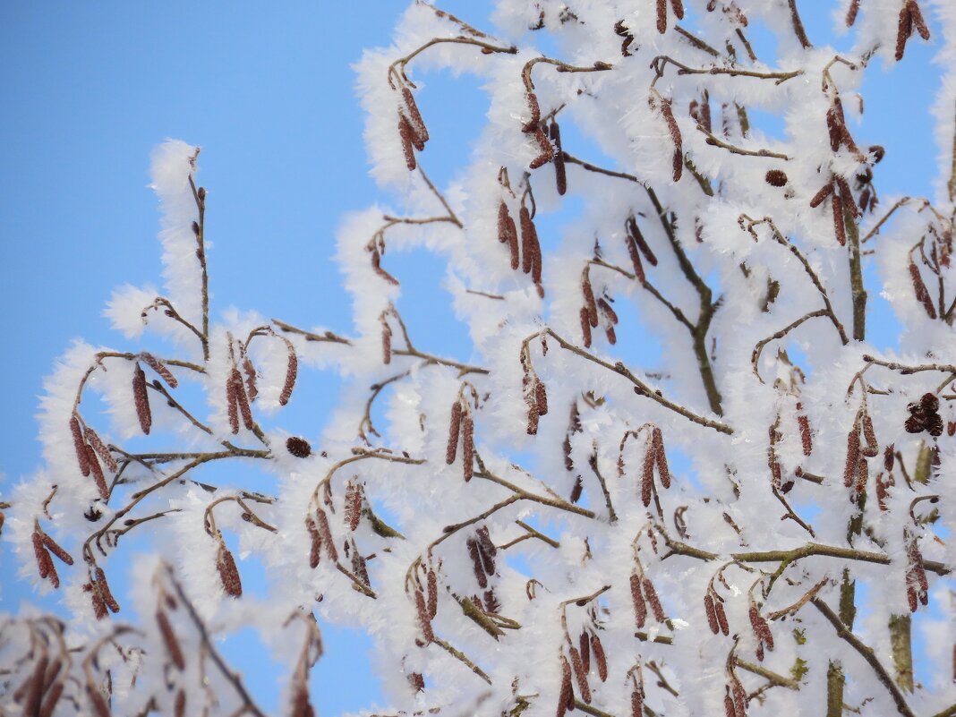 Изморозь - Ольга Митрофанова