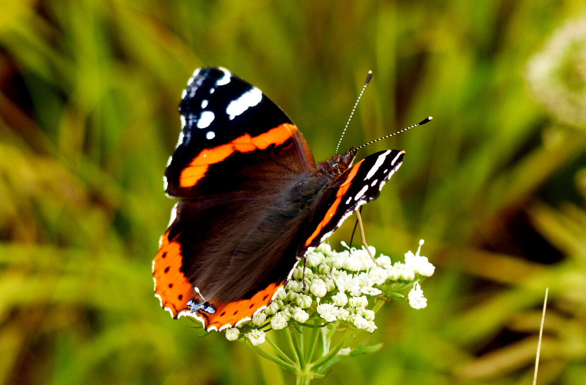 опять про бабочек...338 - Александр Прокудин