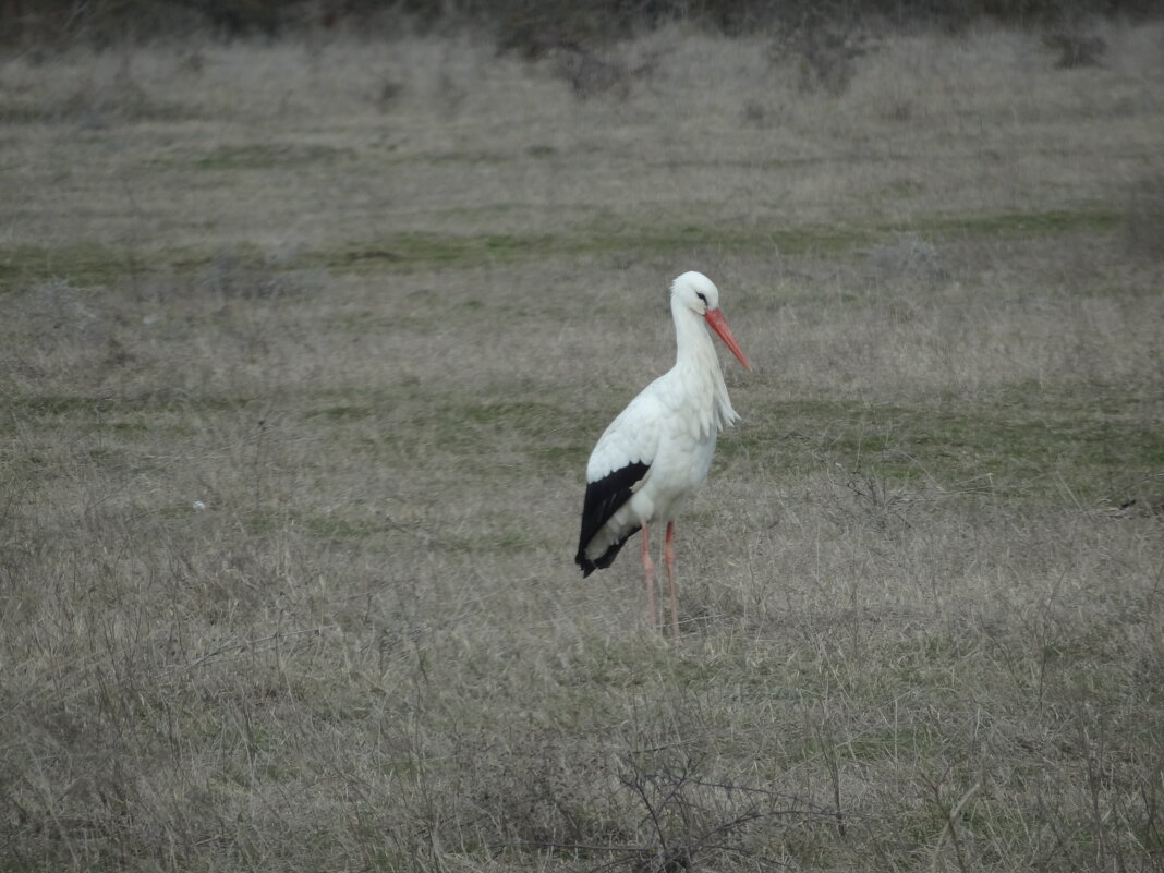 Аист - Николай Я