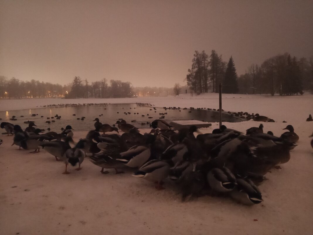 Утки - Сапсан 