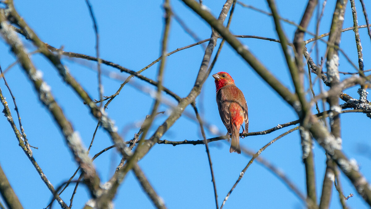 Чечевица - Владимир Лазарев