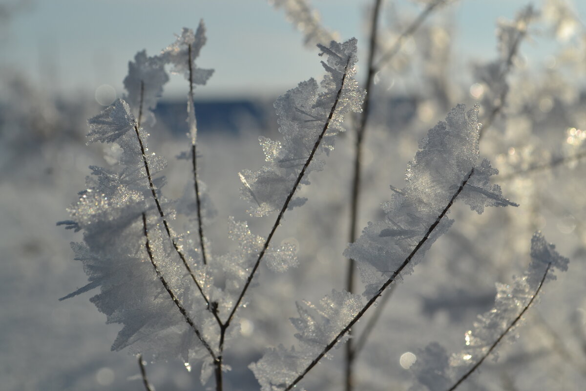 Причуды природы... - Prizrak 777 Причуды природы... - Prizrak 777
