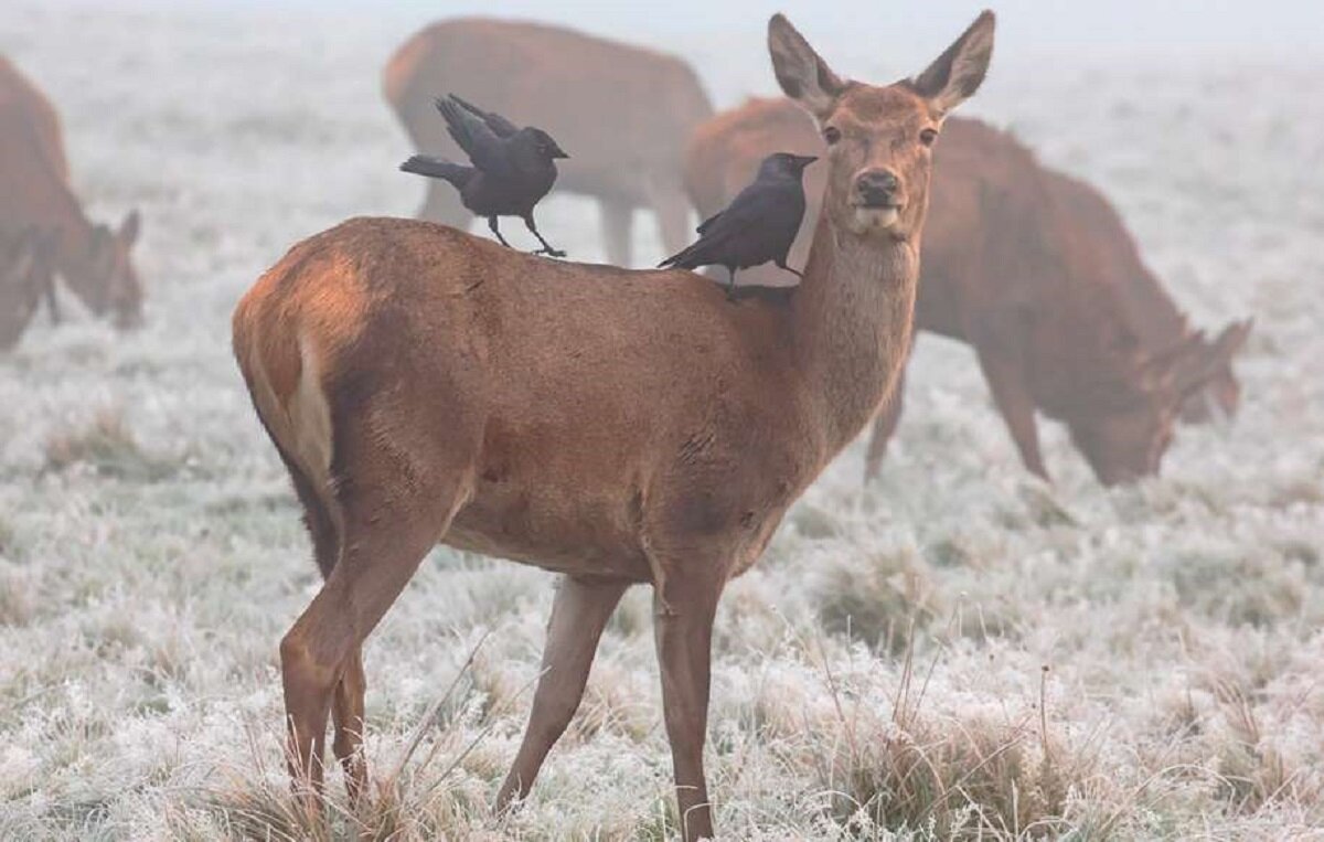 Фото репортаж из зоопарка -13 - irina Schwarzer 