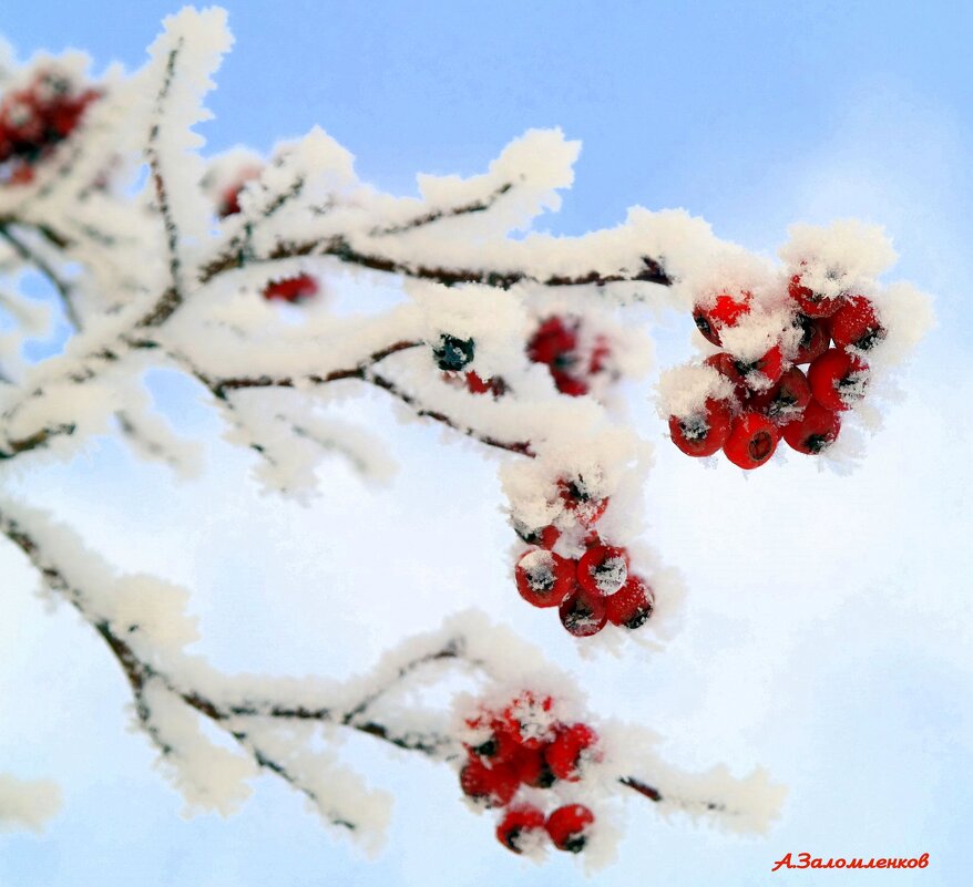 Зимы этюды... - Андрей Заломленков