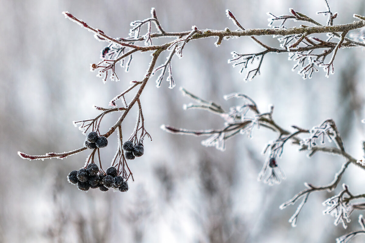 *** - Анатолий. Chesnavik.
