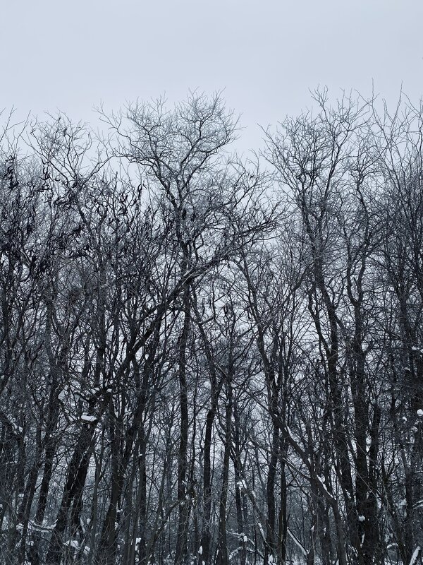 Снежное небо - М С