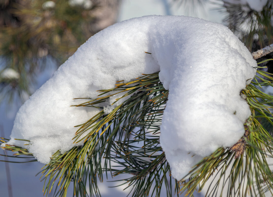 *** - Игорь Протасов