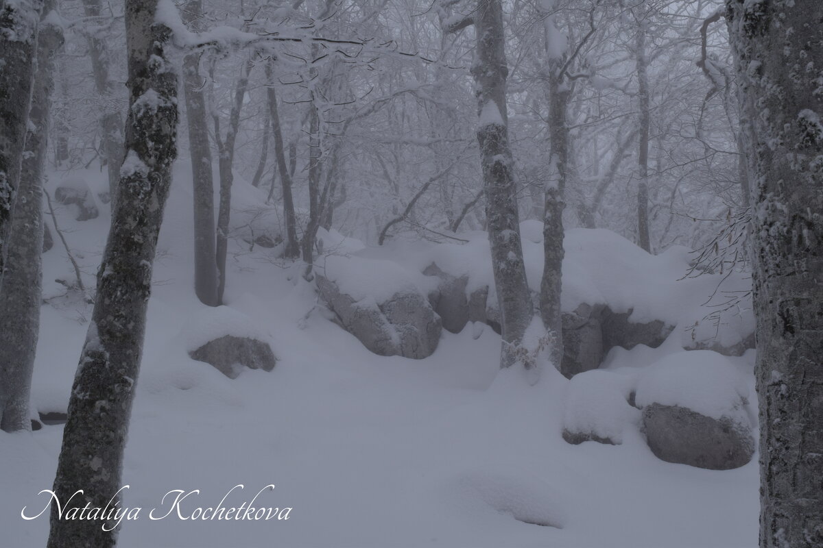 Природа Крыма - Amazing Cosmea