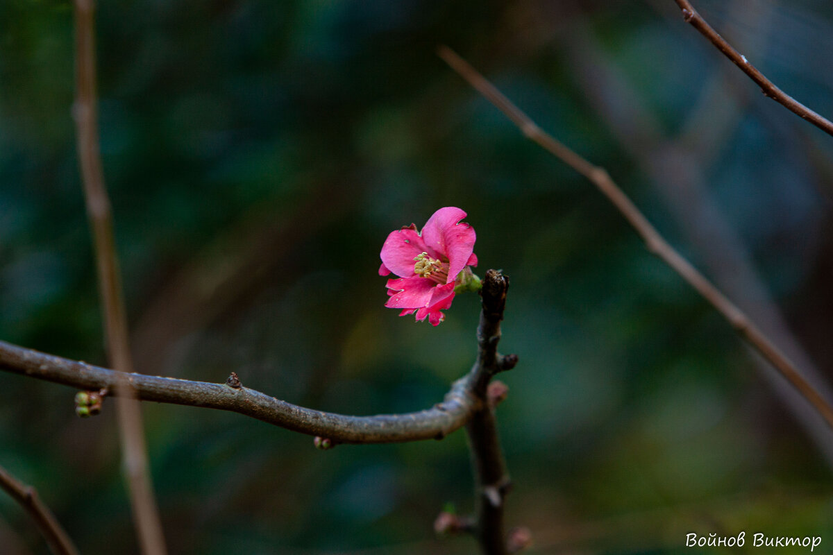 Зима цветущая - Виктор 