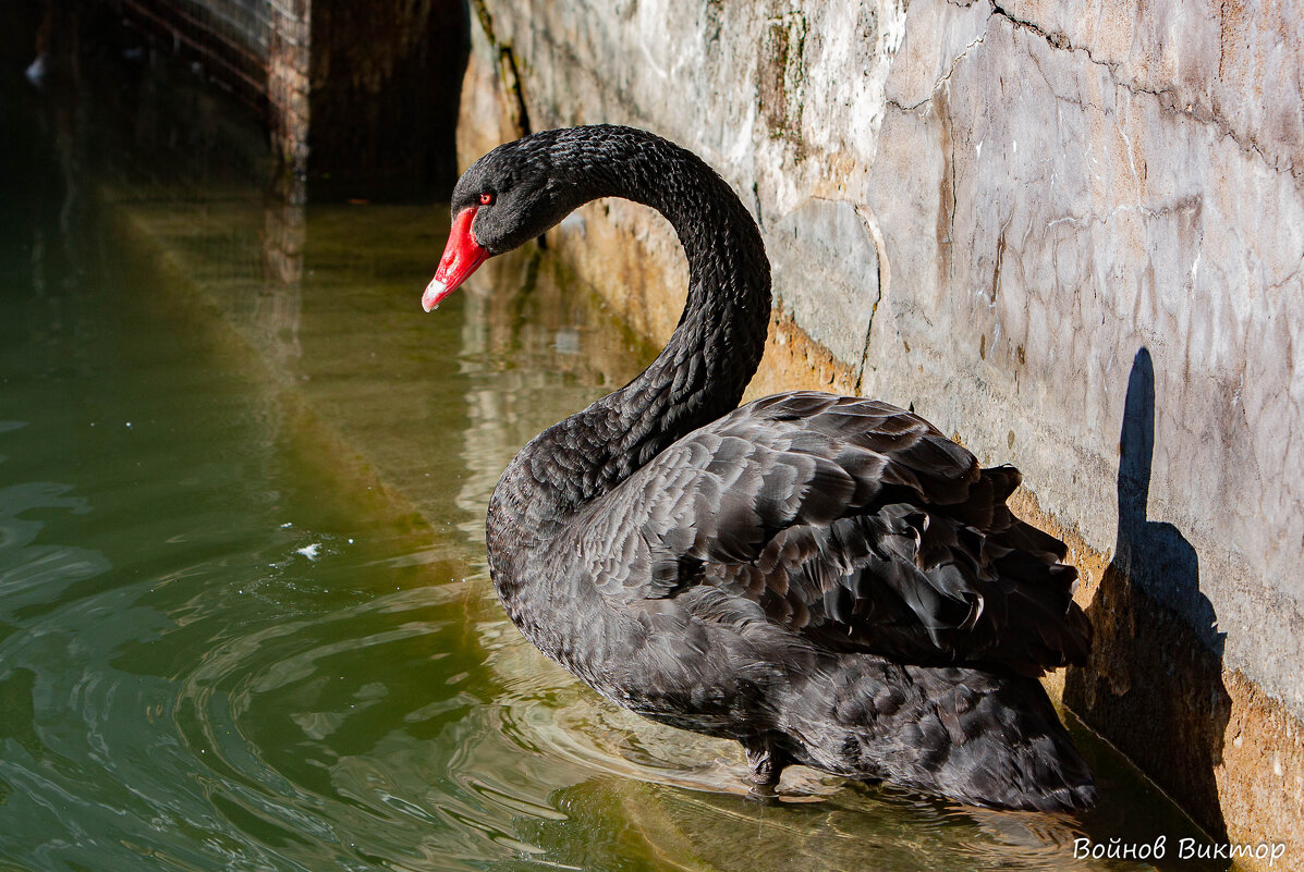 Черное на солнце - Виктор 