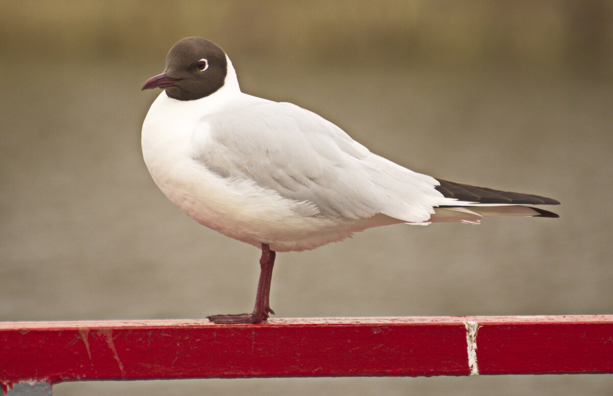 на отдыхе - Владимир Зырянов