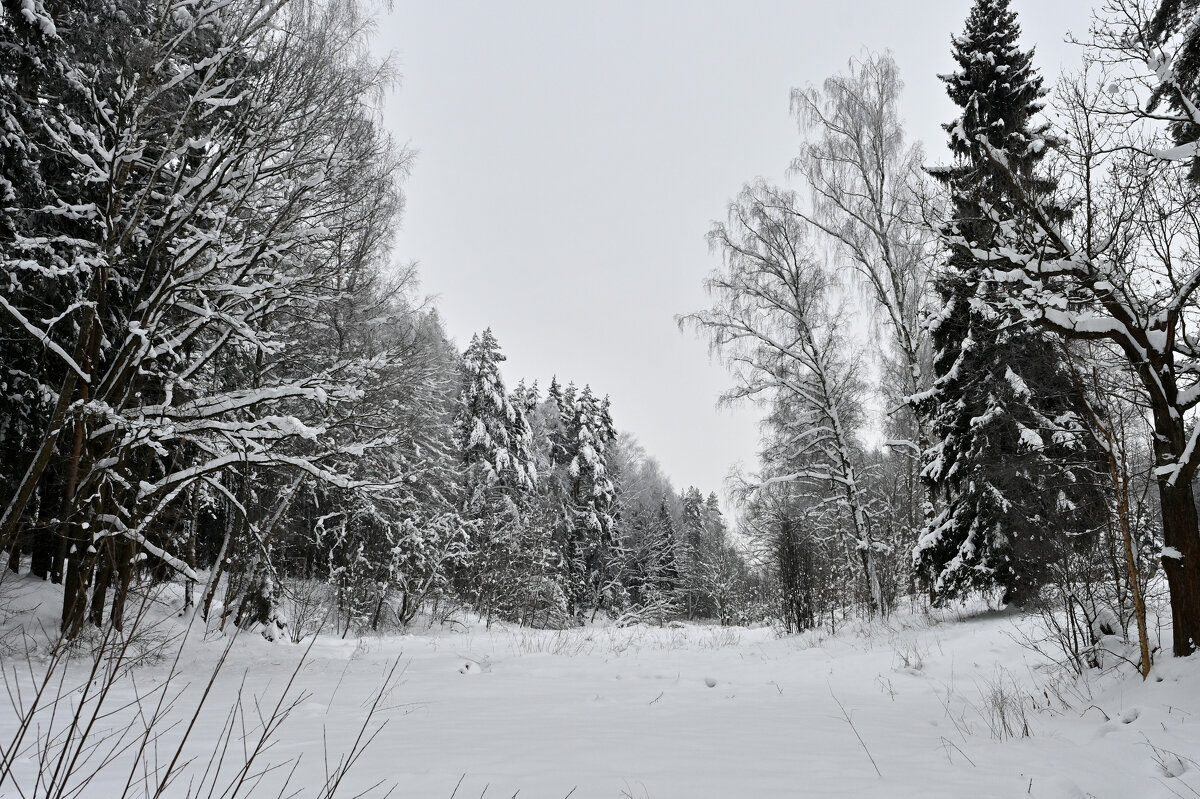 Подмосковье сегодня - Вадим 