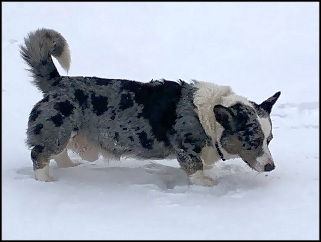 Чак на прогулке - Ольга Довженко