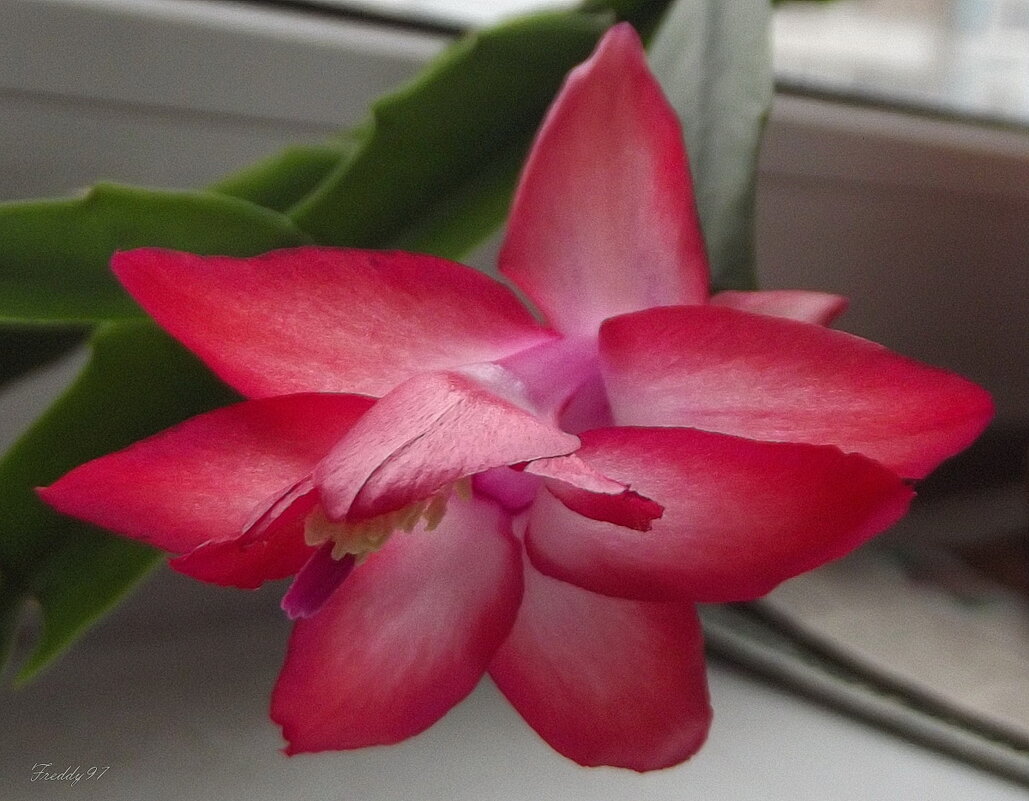 Декабрист - Freddy 97