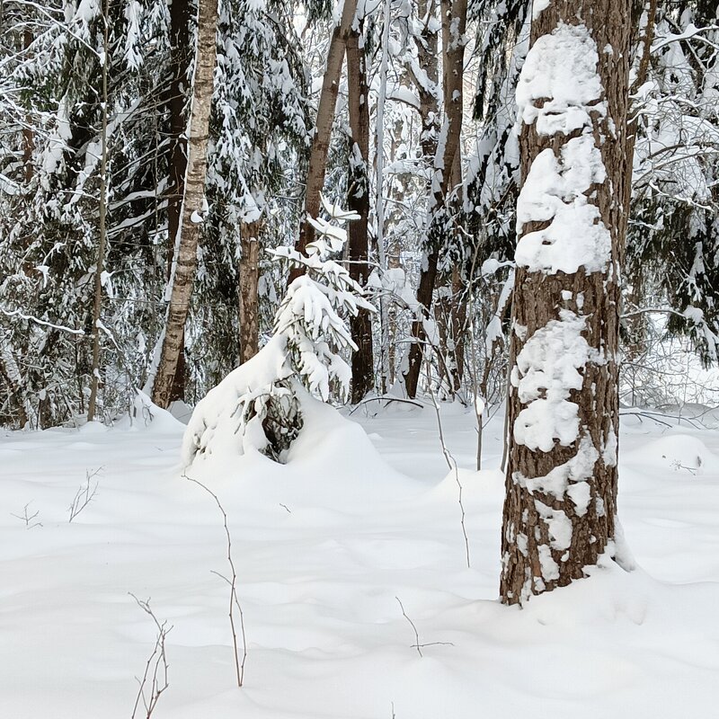 зимние личности - Владимир 