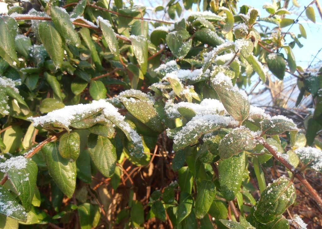 Немножко присыпало... - Наталья 
