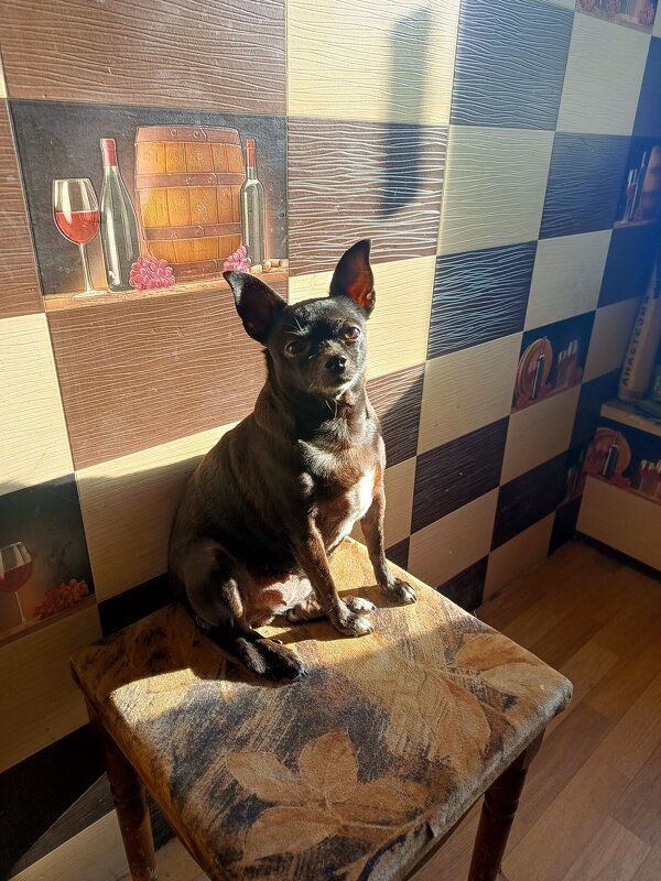 Буся - Татьяна Пальчикова Буся - Татьяна Пальчикова