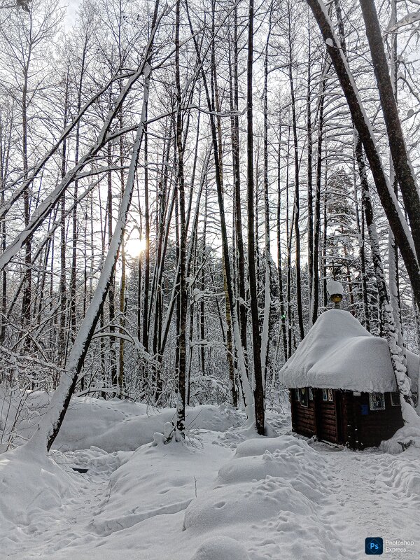 Зимний лес - Юлия Денискина