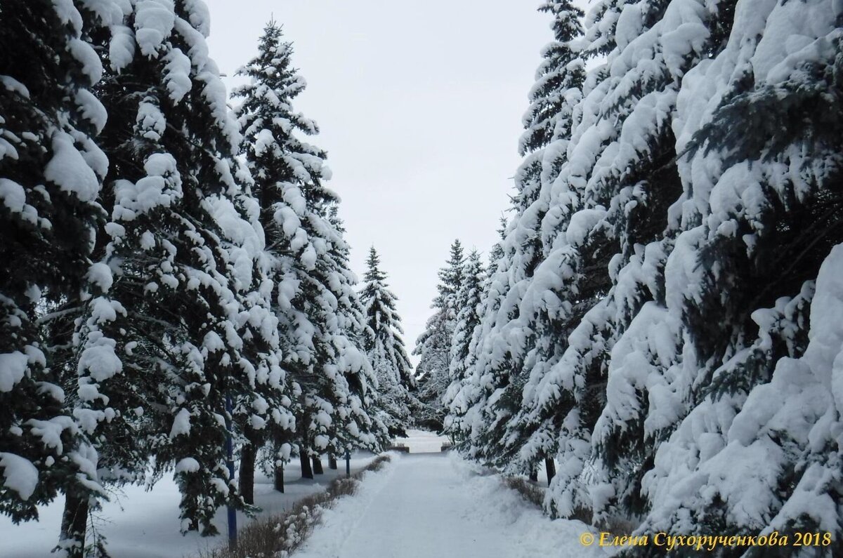 Ели под снегом - Елена Сухорученкова