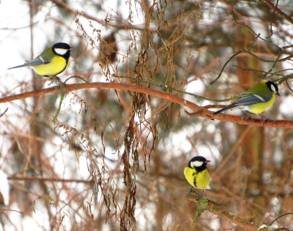 Трио синичек - Андрей Снегерёв