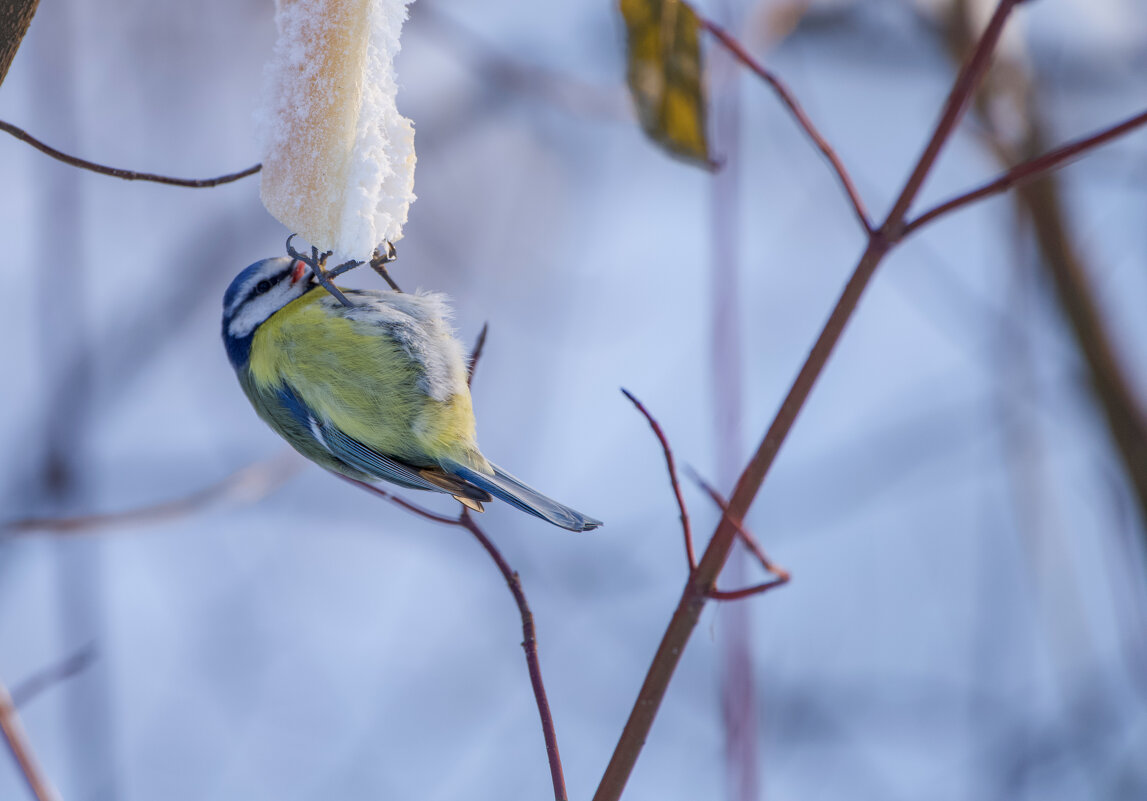 Лазоревка - Виктория 