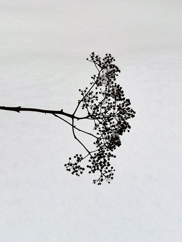 Зимний рисунок. - Любимова Ольга Зимний рисунок. - Любимова Ольга