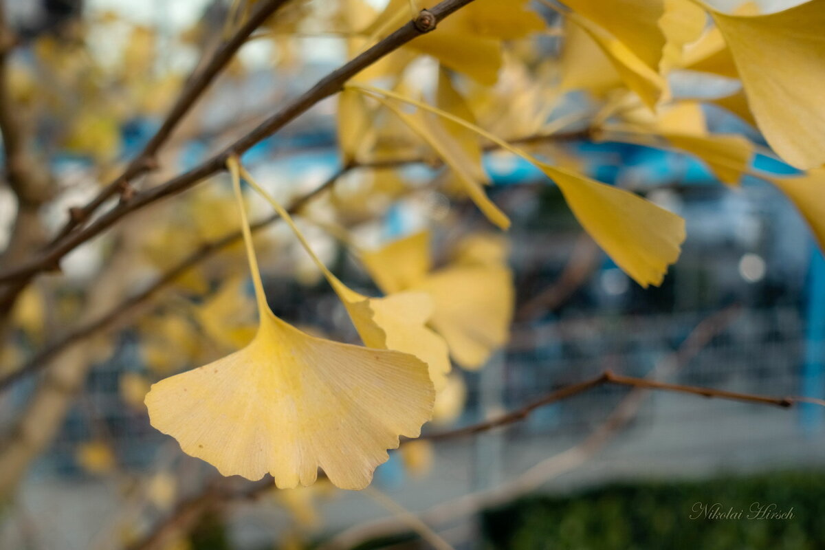 Жёлтые листья гингко... - Николай Гирш Жёлтые листья гингко... - Николай Гирш