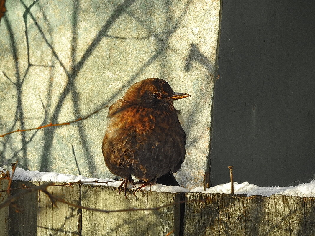 в саду зимой - ИННА ПОРОХОВА