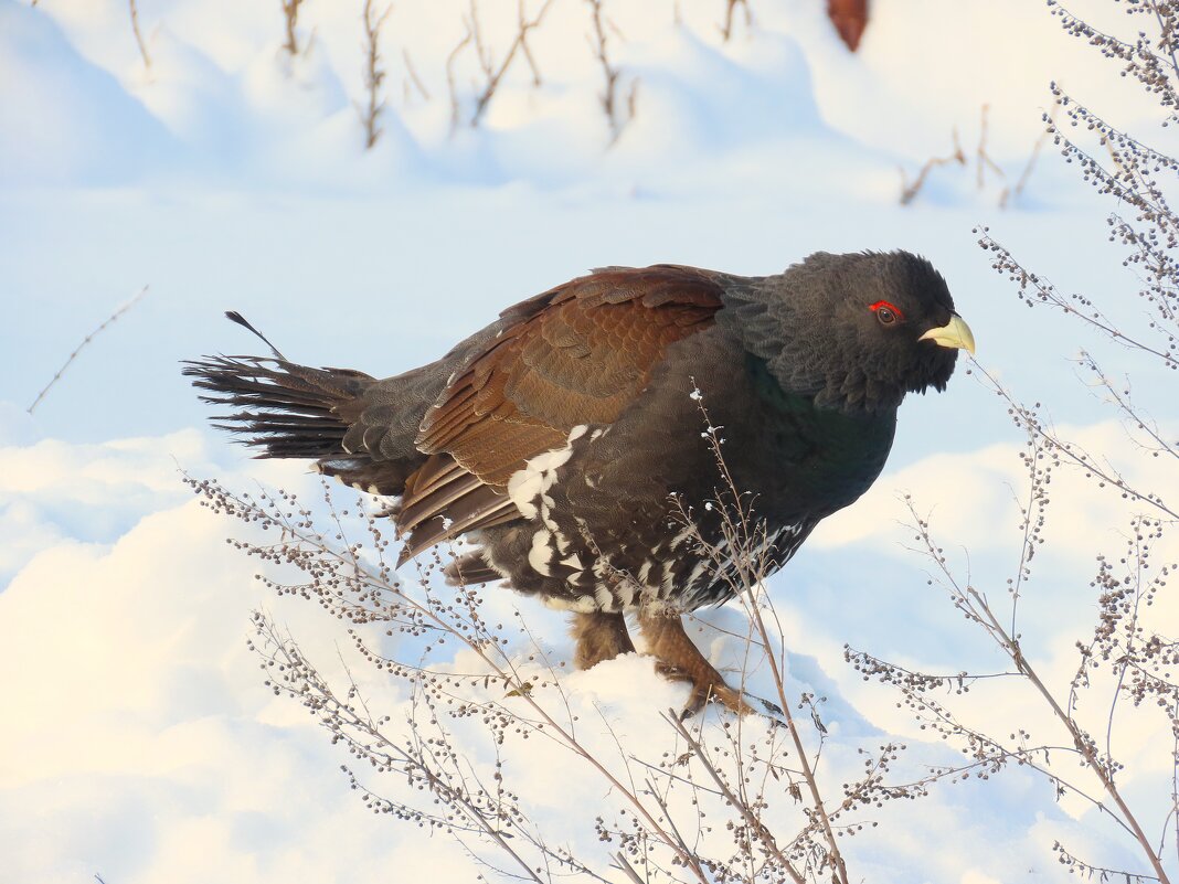 ГЛУХАРЬ ГУЛЯЕТ ПО ОГОРОДУ - Ольга Митрофанова ГЛУХАРЬ ГУЛЯЕТ ПО ОГОРОДУ - Ольга Митрофанова