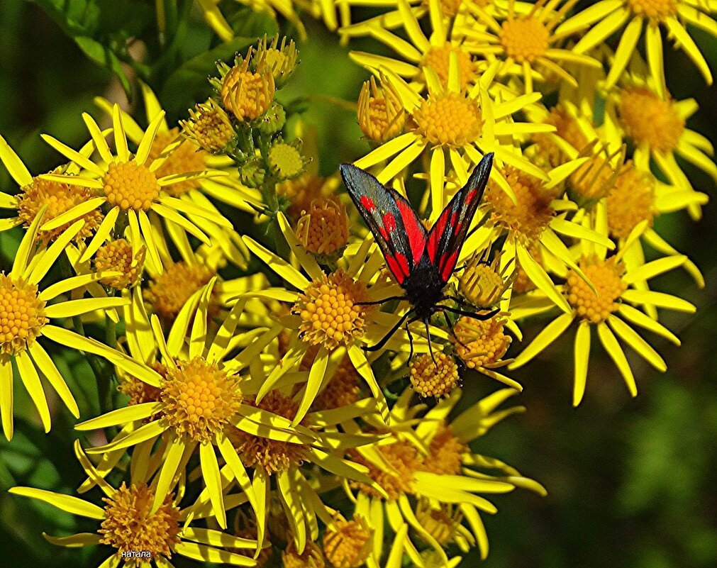 Бабочка Пестрянка на цветах - Наталья ***