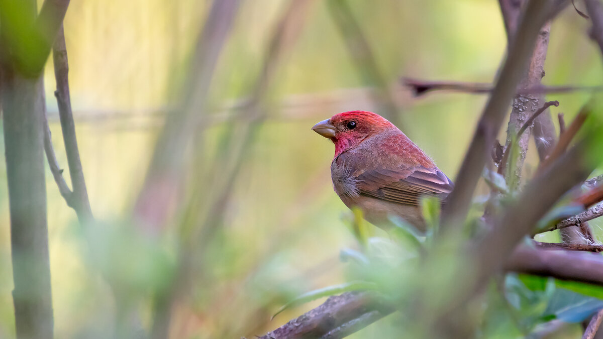 Чечевица - Владимир Лазарев