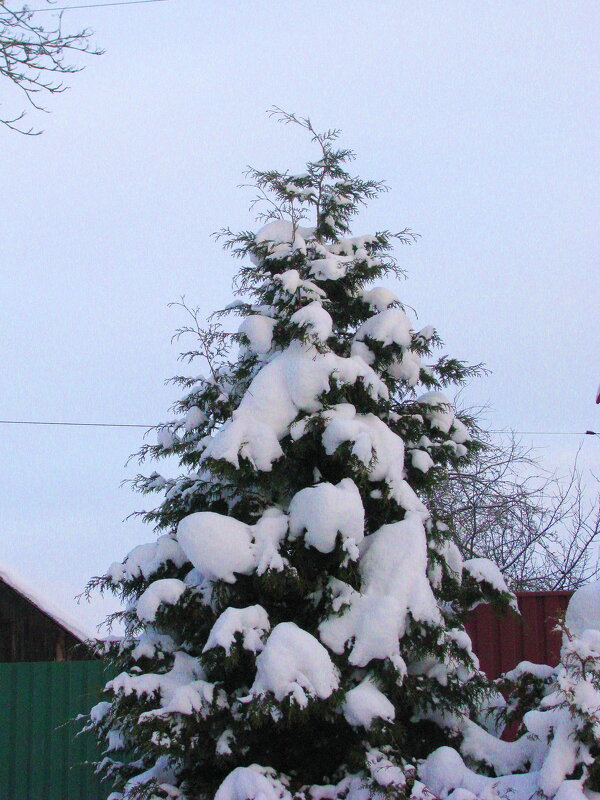 Туя в зимнем наряде - Людмила Смородинская Туя в зимнем наряде - Людмила Смородинская