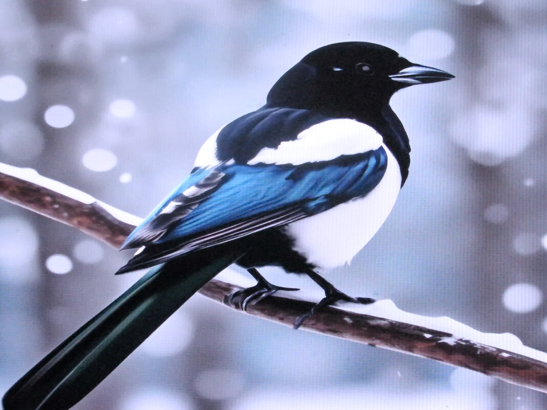 Что-то высматривает - Людмила Смородинская Что-то высматривает - Людмила Смородинская