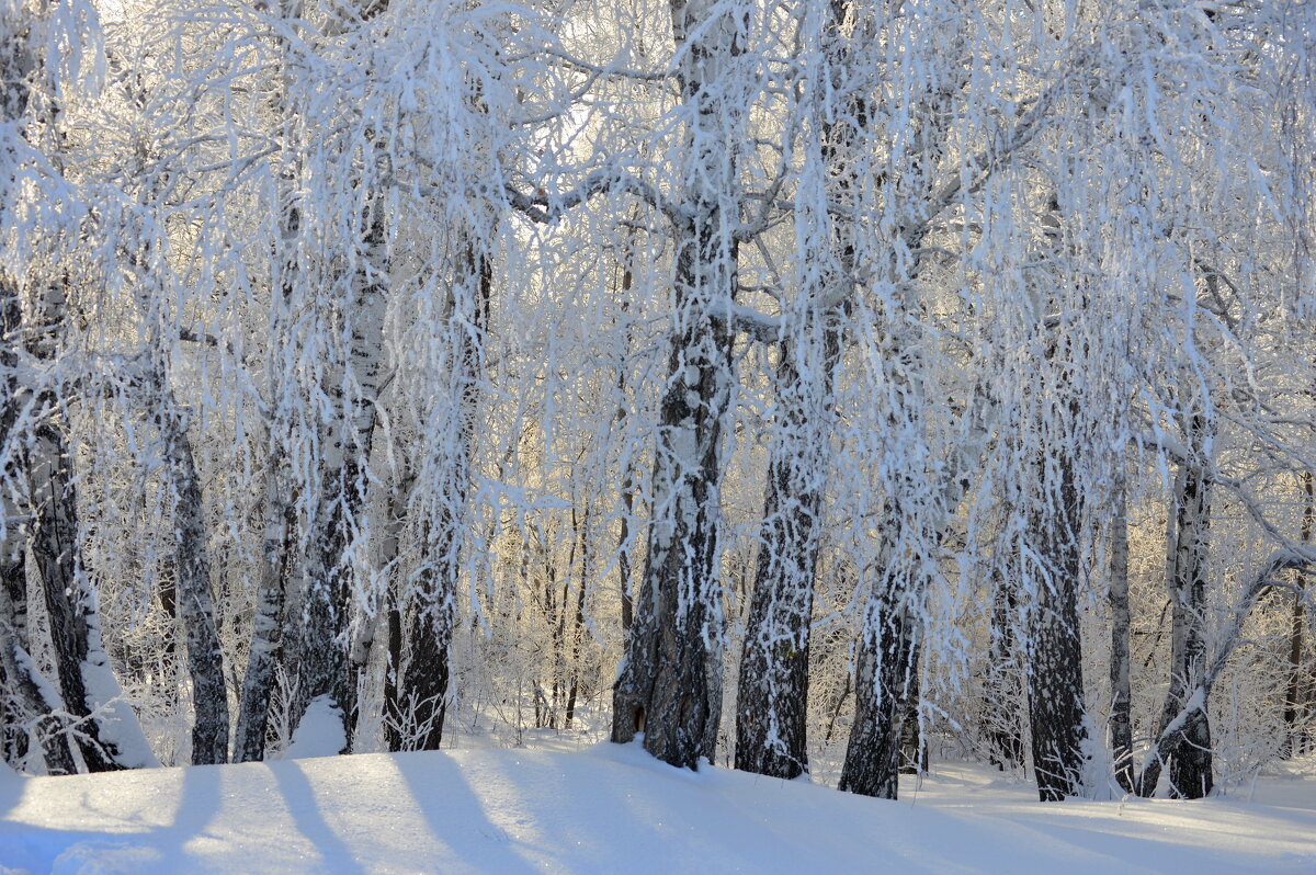 Берёзки в морозный день - Татьяна Лютаева Берёзки в морозный день - Татьяна Лютаева