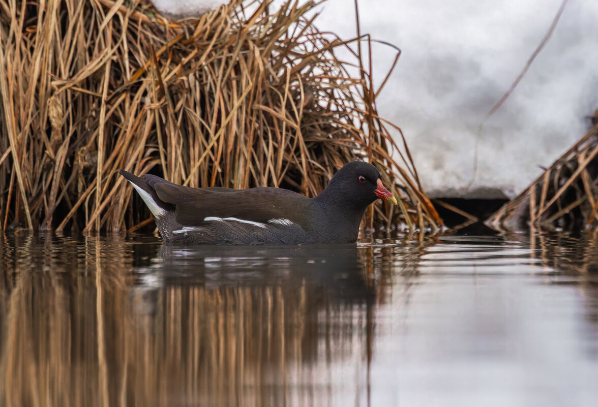 камышница - юрий макаров