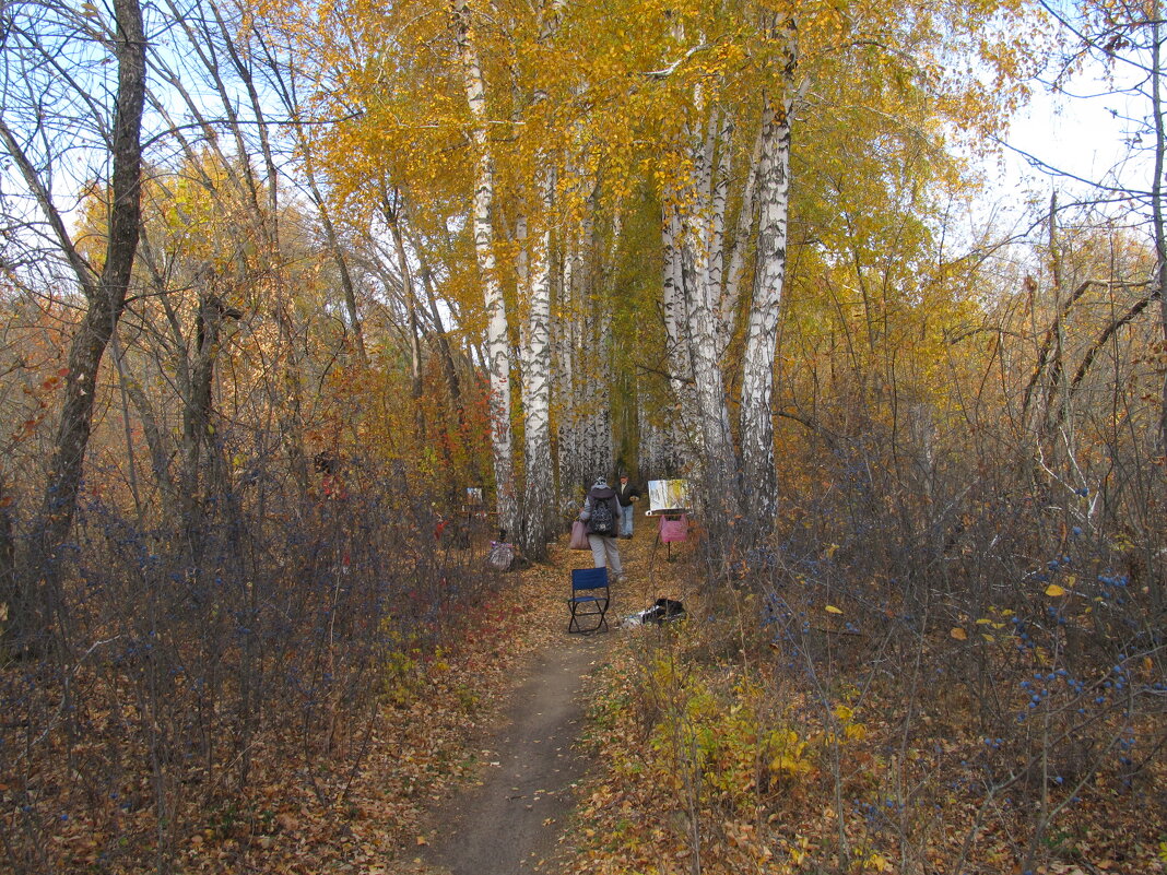 октябрь в берёзовой аллее - Елена Шаламова