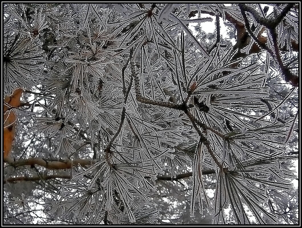 Графика зимы - Ольга Довженко