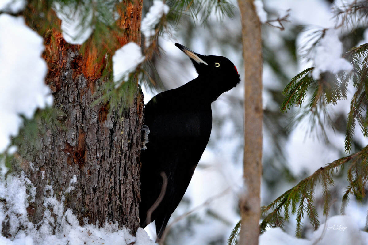 Желна. - Александр Зуев Желна. - Александр Зуев