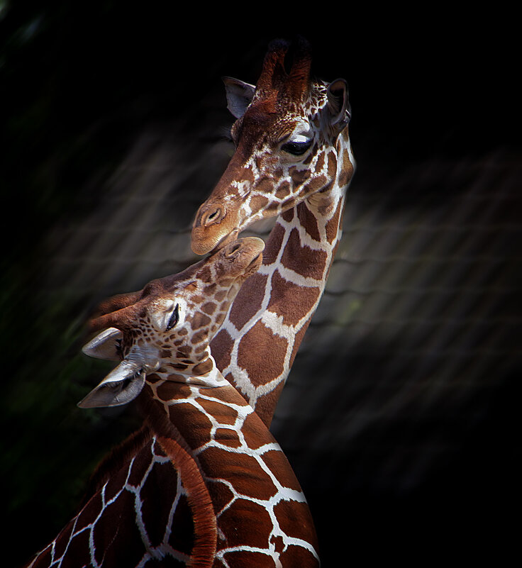 Признание - Андроник Александр 
